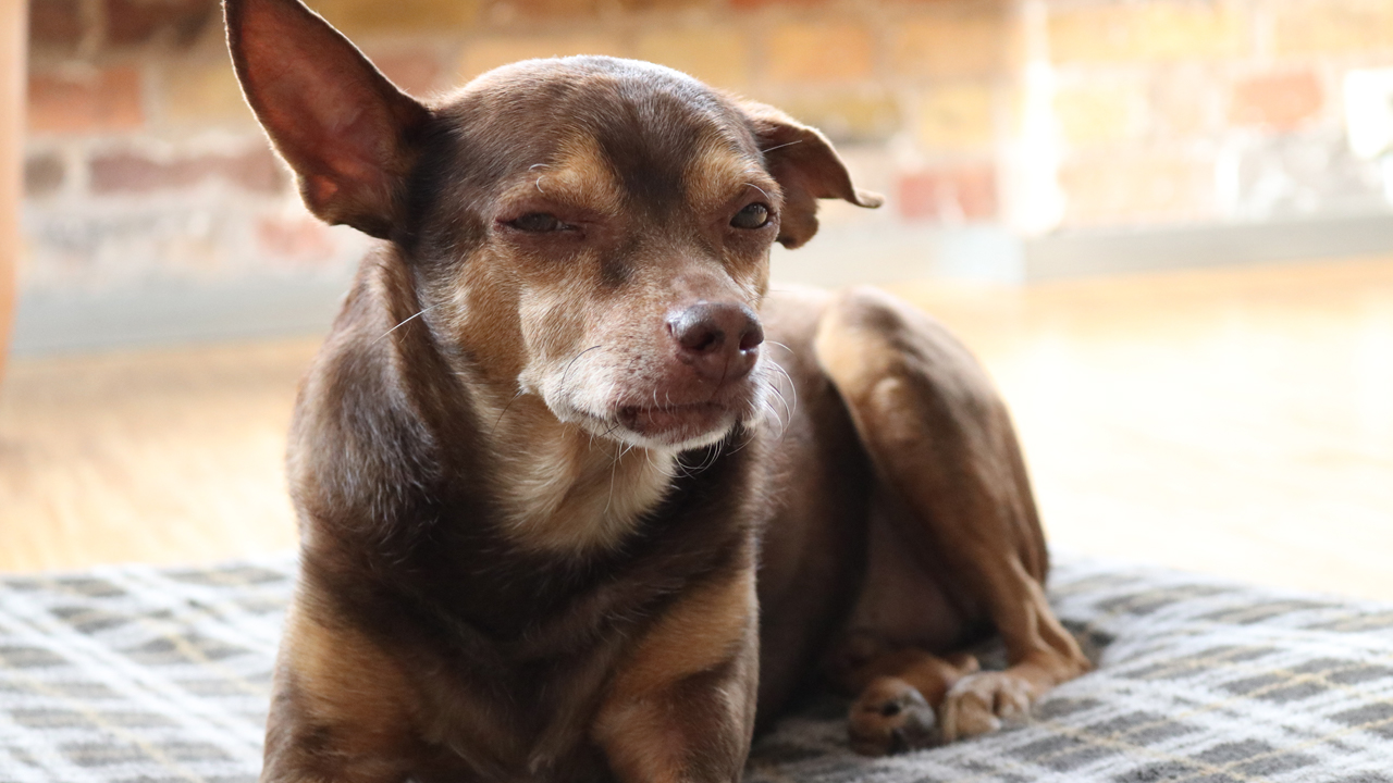 Unser Agentur Watchdog: Berti.